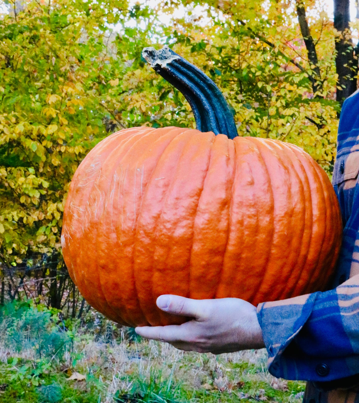 XL Field Pumpkin- Add On